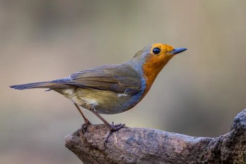 Robin (Erithacus rubecula) Stock Photos