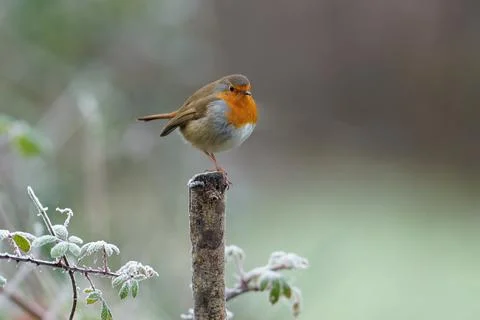 Robin-Erithacus rubecula. Stock Photos