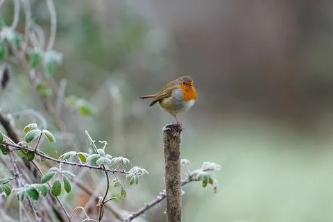 Robin-Erithacus rubecula. Stock Photos