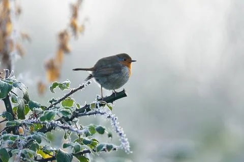 Robin-Erithacus rubecula. Stock Photos