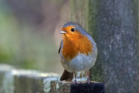 Robin-Erithacus rubecula. Stock Photos