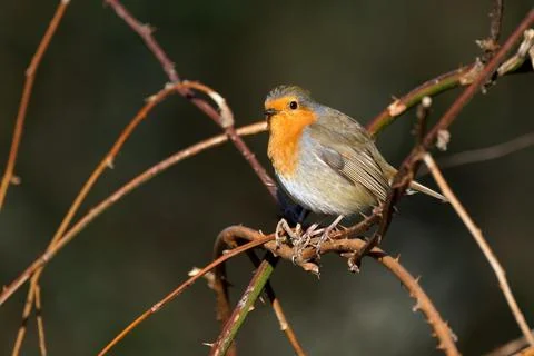 Robin-Erithacus rubecula. Stock Photos
