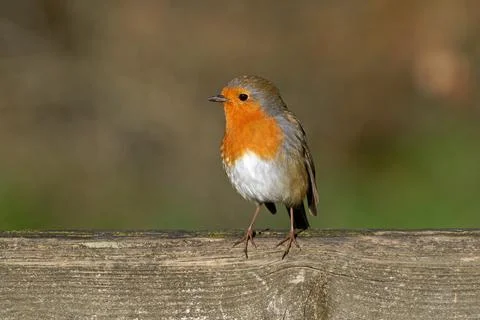 Robin-Erithacus rubecula. Stock Photos