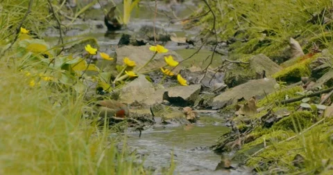 Robin Erithacus Rubecula by the pond in slow motion Stockbeeldmateriaal 333516601