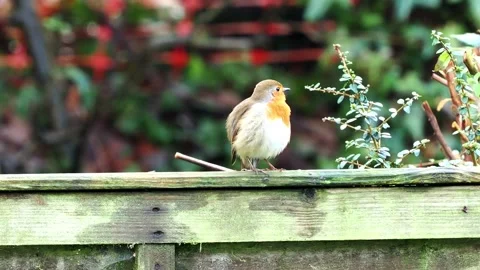 Robin (Erithacus rubecula) preening itself while it waits for spring Stock Footage 328962524