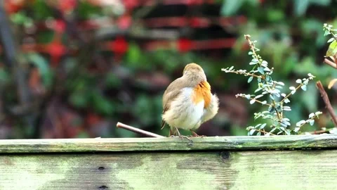 Robin (Erithacus rubecula) preening itself with fluffed up feathers while it Stock Footage 331146084