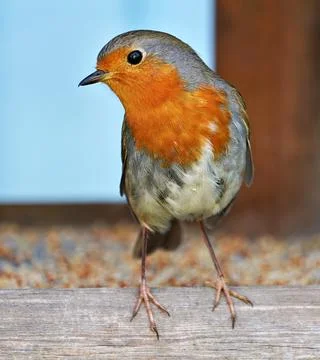 Robin - Erithacus rubecula - robin redbreast bird Stock Photos