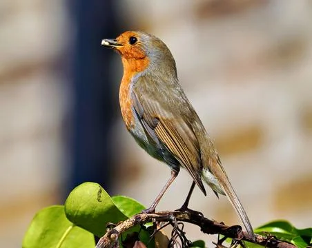Robin - Erithacus rubecula - robin redbreast bird Stock Photos