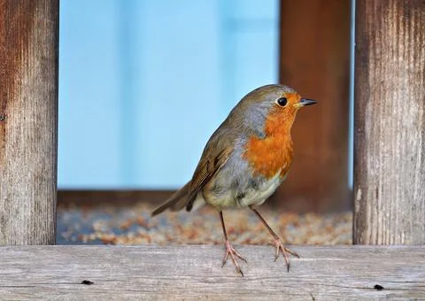 Robin - Erithacus rubecula - robin redbreast bird Stock Photos