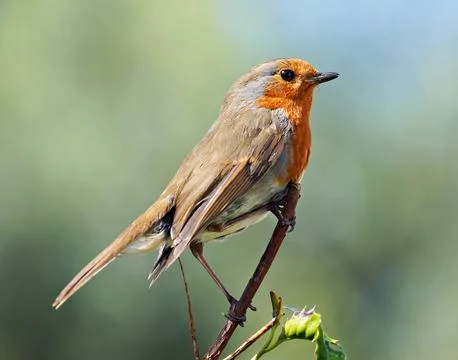 Robin - Erithacus rubecula - robin redbreast bird Stock Photos