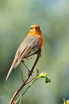 Robin - Erithacus rubecula - robin redbreast bird Stock Photos