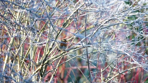 Robin - Erithacus rubecula - sitting in a frost covered bush before flying off. Stock Footage 168229344