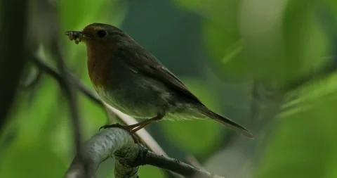 Robin Erithacus Rubecula in slow motion Video stock 277350897