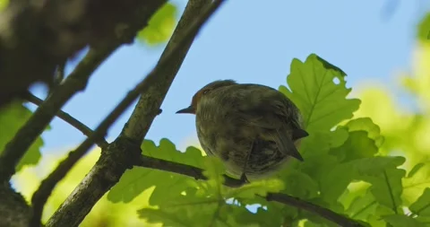 Robin Erithacus Rubecula in slow motion Video stock 308324143