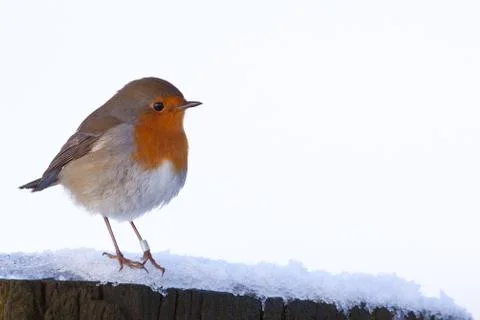 Robin (erithacus rubecula) in snow Stock Photos