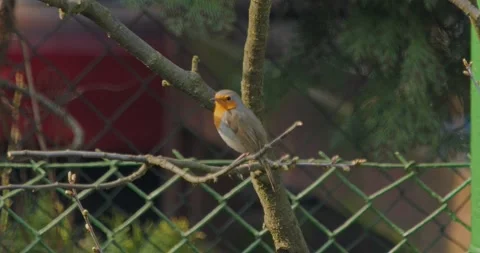 Robin Erithacus Rubecula in spring in the city in slow motion Video stock 305998202