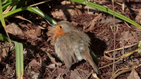 A Robin, Erithacus rubecula, sunbathing and preening in Spring sunshine. UK Stock Footage 332627707