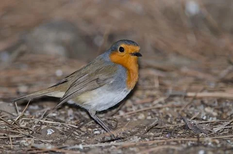 Robin Erithacus rubecula superbus on the ground. Stock Photos