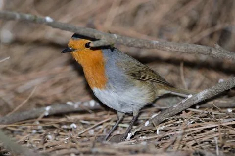 Robin Erithacus rubecula superbus on the ground. Stock Photos