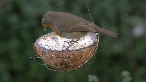 Robin Erithacus rubecula taking food from fat filled half coconut Stock Footage 82653622
