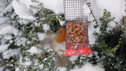 Robin Erithacus rubecula taking peanuts from feeder Stock Footage 98901719