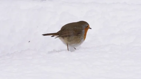 Robin Erithracus rubecula perches on snow before flying out of frame Stock Footage 87053948
