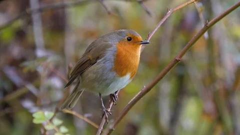 Robin Erithracus rubecula perching in rose bush before flying away Video stock 87051667