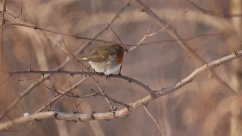 Robin Escaping From The Branch, 4K slow motion Stock Footage 166863448
