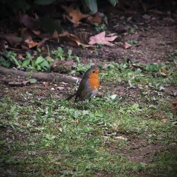 Robin on a farm Stock Photos