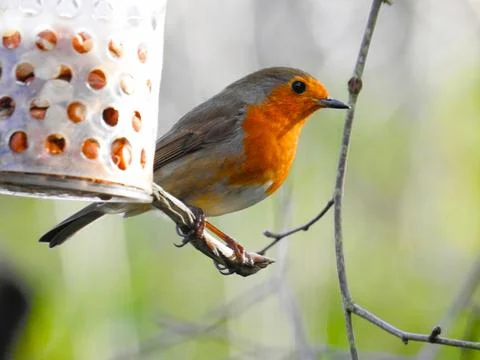 Robin on feeder Stock Photos