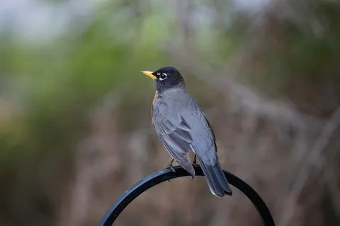 Robin on a Feeder Pole Fotos Stock