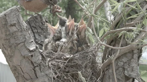 Robin feeding chicks in nest (Bird) Stock Footage 42824152