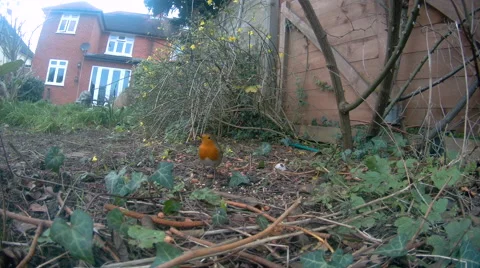Robin feeding on ground Stock Footage 58259728