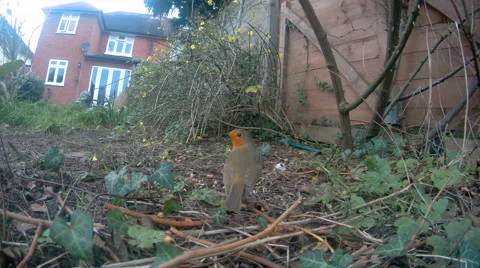 Robin feeding on ground Stock Footage 58259987