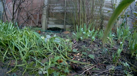 Robin feeding on ground Video stock 58814889