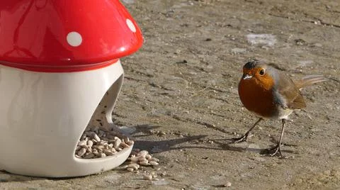 Robin feeding from Mushroom Toadstool Ceramic Bird Feeder Stock Photos