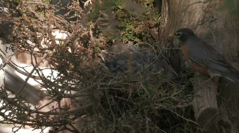 Robin feeding in nest Stock Footage 511671