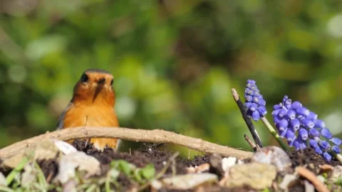 Robin Feeding on Suet Coconut Stock Footage 270571334