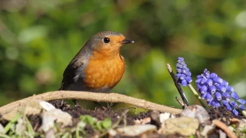 Robin Feeding on Suet Coconut Stock Footage 270571576