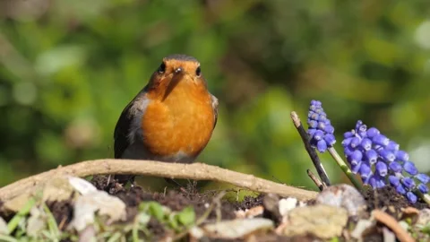 Robin Feeding on Suet Coconut Stock Footage 270571967