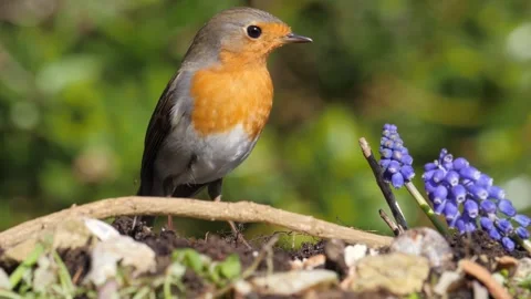 Robin Feeding on Suet Coconut Stock Footage 270571968