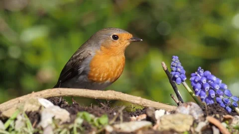 Robin Feeding on Suet Coconut Stock Footage 270572247
