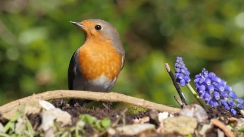 Robin Feeding on Suet Coconut Stock Footage 270572934