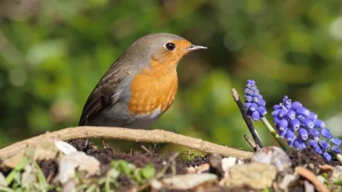 Robin Feeding on Suet Coconut Stock Footage 270573061