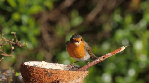 Robin Feeding on Suet Coconut Stock Footage 270573182