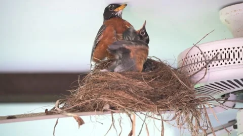 Robin feeding worms to nestlings Video stock 280727573