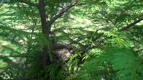 Robin feeds babies in nest in a tree Stock Footage 46303213