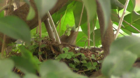 A Robin Feeds its Young Stock-Footage 33090466