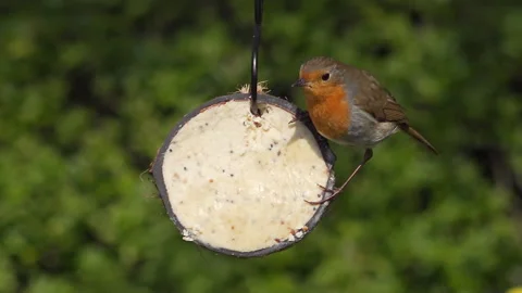 Robin feeds on suet in half a coconut in English garden Stock Footage 148030340