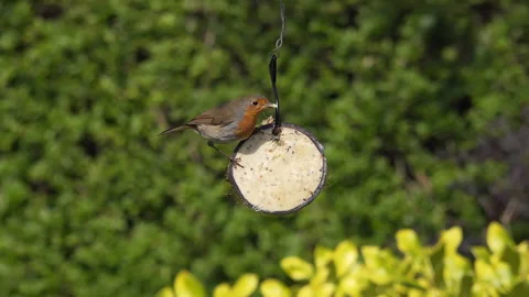 Robin feeds on suet in half a coconut in English garden Stock Footage 148030571